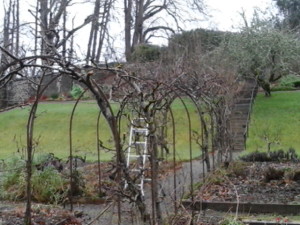 The pear arch, half way through pruning, short at the front and bushy at the back.