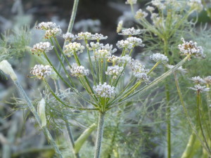 Frost on Fennel seed heads.