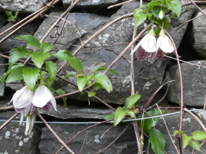 Clematis cirrhosa ‘Freckles’